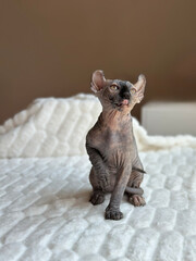a beautiful sphinx kitten sits on a blanket, a gray kitten bald purebred