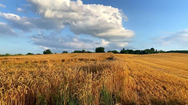 Mown wheat golden field against blue sky.Agricultural harvesting.Sowing,planting crops.Rural ukrainian countryside landscape.cultivating,nature.