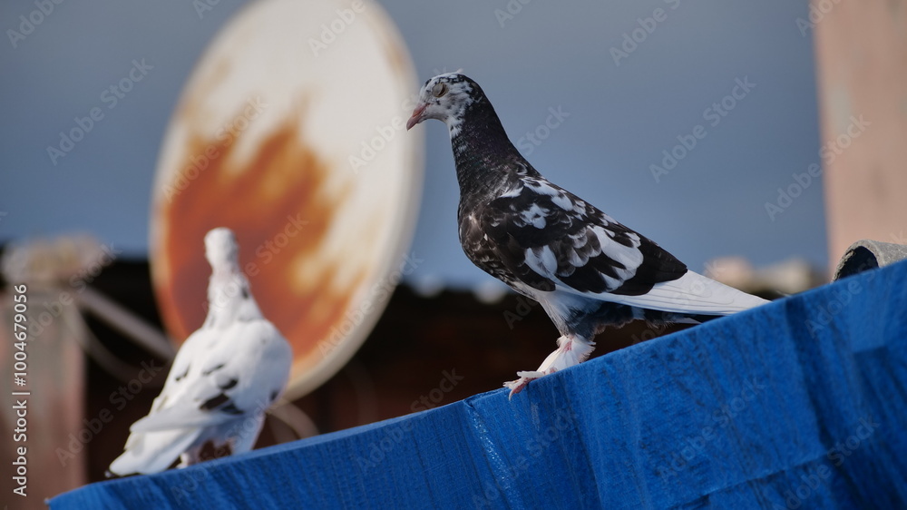 Wall mural two doves