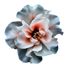 Closeup of a single flower bloom on a transparent background.