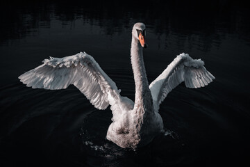 swan on the lake © Matjaž Matjašič
