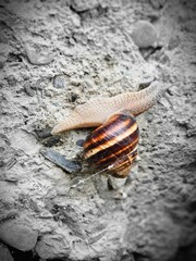 snail on a stone