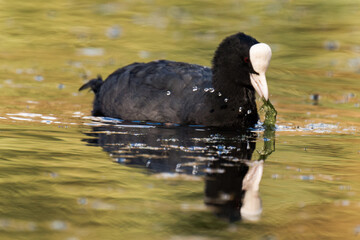 Coot swimming in the water