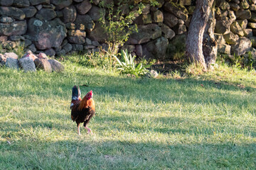 gallo en el atardecer