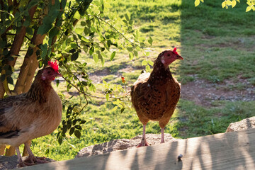 gallinas en el atardecer