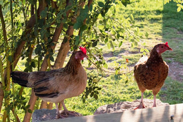 gallinas en el atardecer