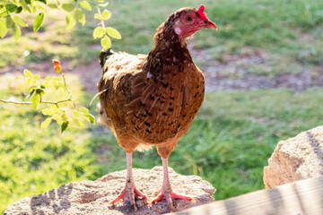 gallinita en el atardecer 