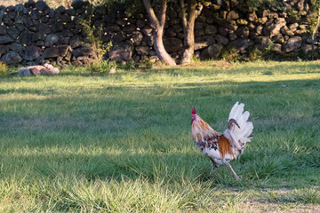 gallo viendo a la izquierda
