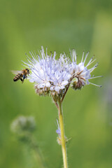 Bee on a phacelia tanacetifolia, also called lacy phacelia, tansy-leaf phacelia, blue tansy, purple tansy or fiddleneck