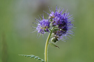 Phacelia tanacetifolia, also called lacy phacelia, tansy-leaf phacelia, blue tansy, purple tansy or fiddleneck