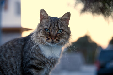Portrait of a cat with various colors