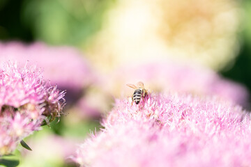 Biene auf Blume