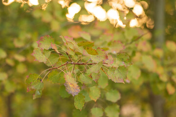 autumn leaves on the tree
