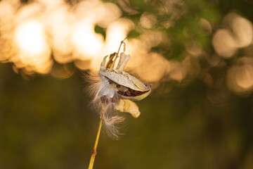 dragonfly on a branch