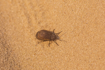 Autumn Forest Serenity: Trees, Flowers, and a Tranquil River in Nature's Colors