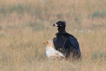 cinereous vulture and egyptian vulture at jorbeer, Rajasthan, India