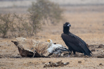 cinereous vulture and egyptian vulture at jorbeer, Rajasthan, India