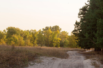 Autumn Forest Serenity: Trees, Flowers, and a Tranquil River in Nature's Colors