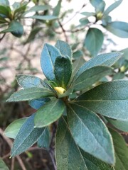photo of the buds of an azalea