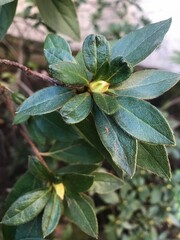 photo of the buds of an azalea