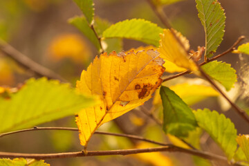 Golden Autumn Escape: Flowing River and Vibrant Forest Blooms in a Peaceful Setting