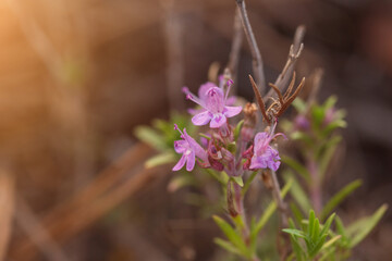 Golden Autumn Escape: Flowing River and Vibrant Forest Blooms in a Peaceful Setting