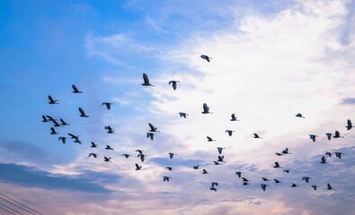 birds in the sky