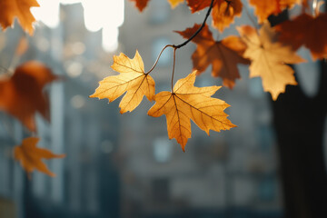 Obraz premium Golden Autumn Leaves Illuminated by Sunlight in an Urban Landscape