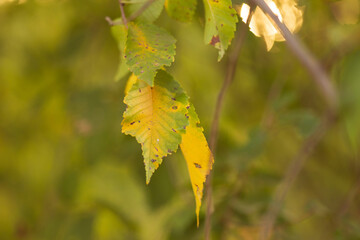 Golden Autumn Escape: Flowing River and Vibrant Forest Blooms in a Peaceful Setting