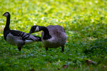 Zwei Gänse in Interaktion auf einer Wiese