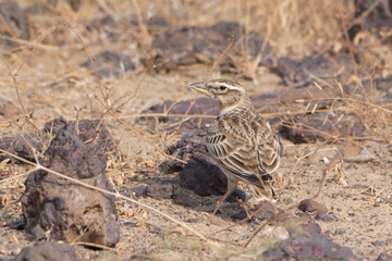 bimaculated lark or Melanocorypha bimaculata at desert national park, Rajasthan