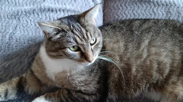 chat tigr&eacute; dans un canap&eacute;, en gros plan