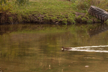duck in the water