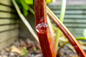 Rhubarb sap clear jelly on plant stalk after Rhubarb Weevil, aka Rhubarb Curculio or Snout Beetle...