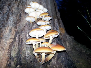 Fototapeta premium Cluster of Yellow Mushrooms Growing on the Trunk of the Tree