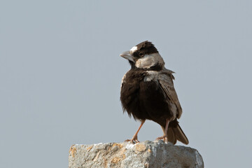black-crowned sparrow-lark or Eremopterix nigriceps desert national park, India