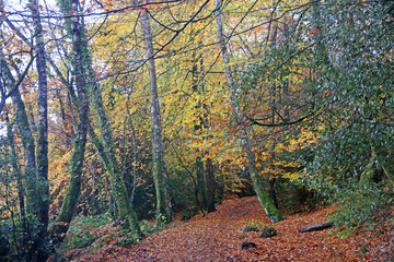 Naklejka premium Decoy Country Park, Devon in Autumn 