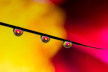 droplets with flowers suspended from grass leaf macro 