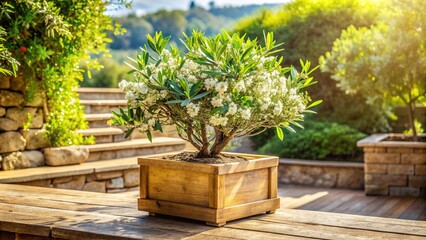 Fototapeta premium Vibrant green olive plant with delicate white blooms sitting atop a rustic wooden planter on a sunny stone patio surrounded by lush greenery.
