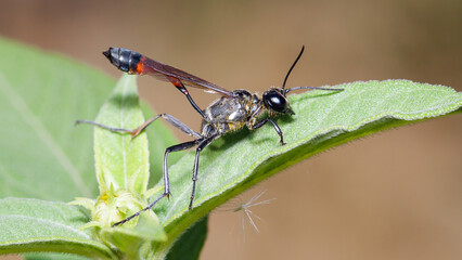Fototapeta premium dragonfly on a leaf