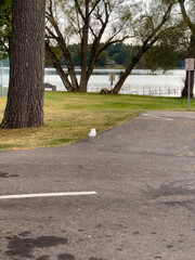 Torpy Park in Minocqua, Wisconsin