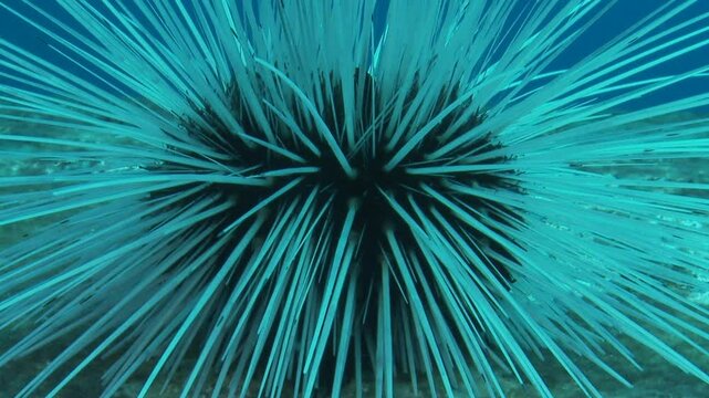 Close-up view of a sea urchin with long, thin spines, positioned in a marine environment. Its spines radiate outward in an intricate pattern, creating a striking visual effect.