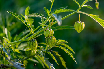 Ceplukan is the name of a type of small fruit that is covered with broad flower petals when ripe. This fruit is also known by various regional names such as cecenet, yr-ny (Physalis angulata L.).