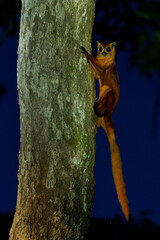 Red or Common giant flying squirrel - Petaurista petaurista, rodent in Sciuridae found in forest and plantations in Southeast Asia, arboreal nocturnal squirrel preparing for jump and flight