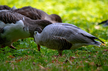 Gans frisst im Gras, im Hintergrund andere Gänse