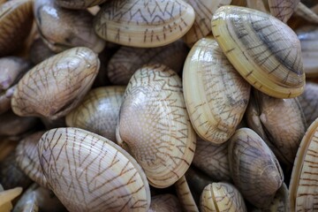Close up Fresh clams ,Many clams 