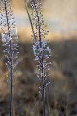 Fototapeta premium Drimia Maritima, also known as sea onion and island onion (urginea maritima, rimia maritima)