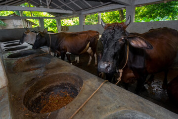 Bangladesh – October 04, 2020: Interior view of a modern village cattle farm at Jessore District, Khulna Division, Bangladesh.