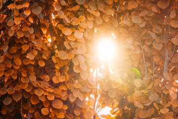 background with gold sunrise leaves