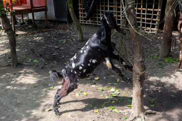 A black and white spot goat eats in tree leaves, A male goat is called a He-goat, A goat with horns.